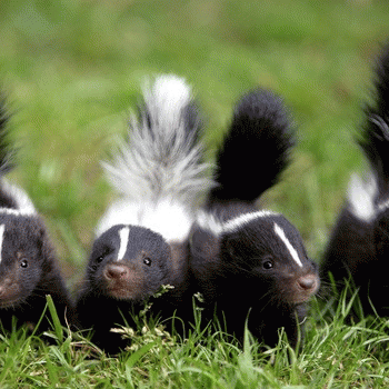 Sloth (USA-2) : 4x Better!